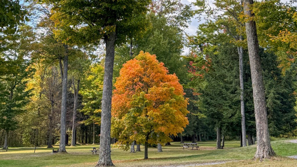 Cherry Springs State Park