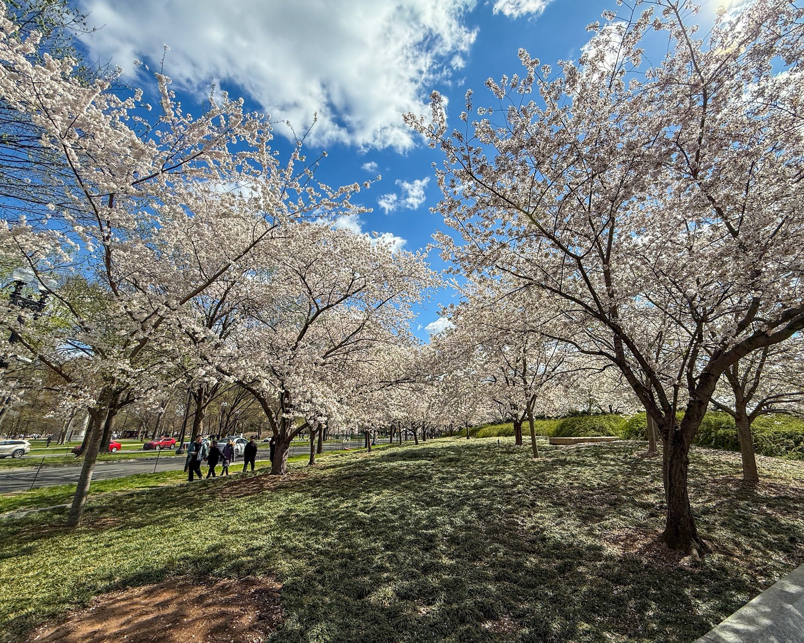 Cherry Blossom Festival