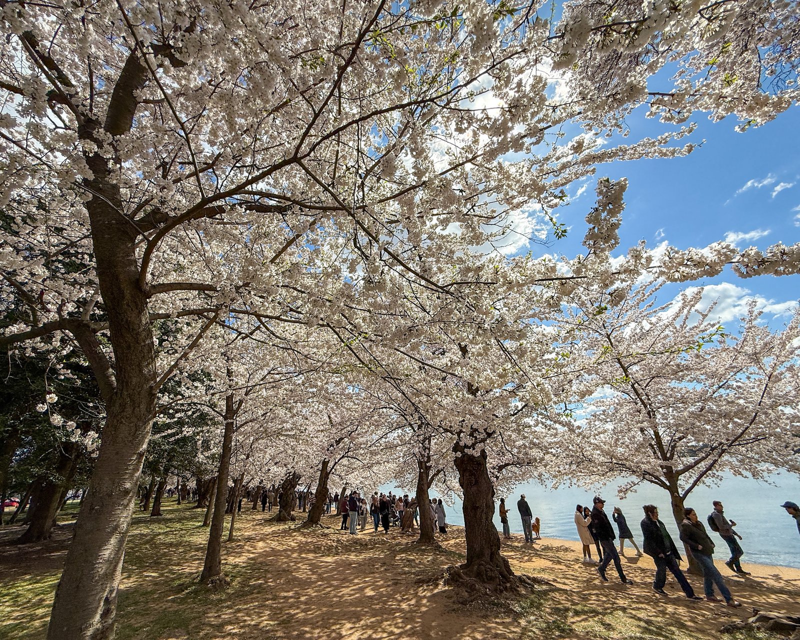 National Cherry Blossom Festival