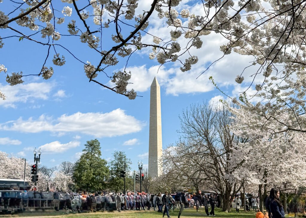 National Cherry Blossom Festival