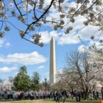 National Cherry Blossom Festival