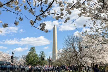 National Cherry Blossom Festival