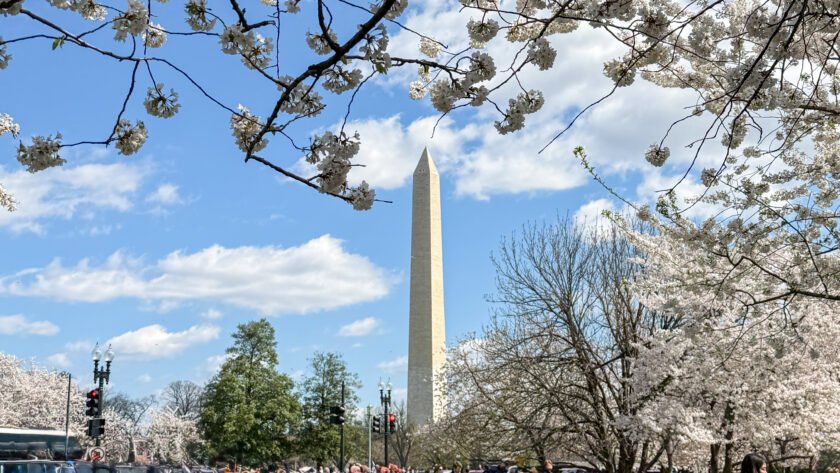 National Cherry Blossom Festival