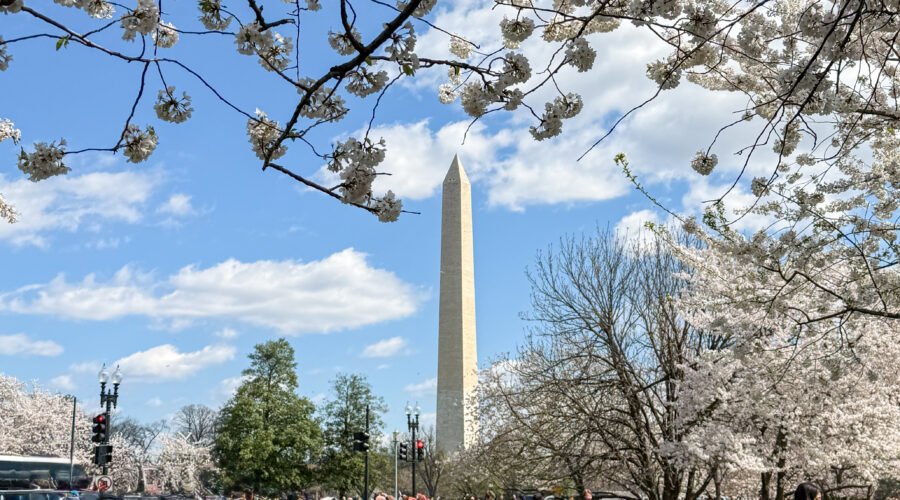 National Cherry Blossom Festival